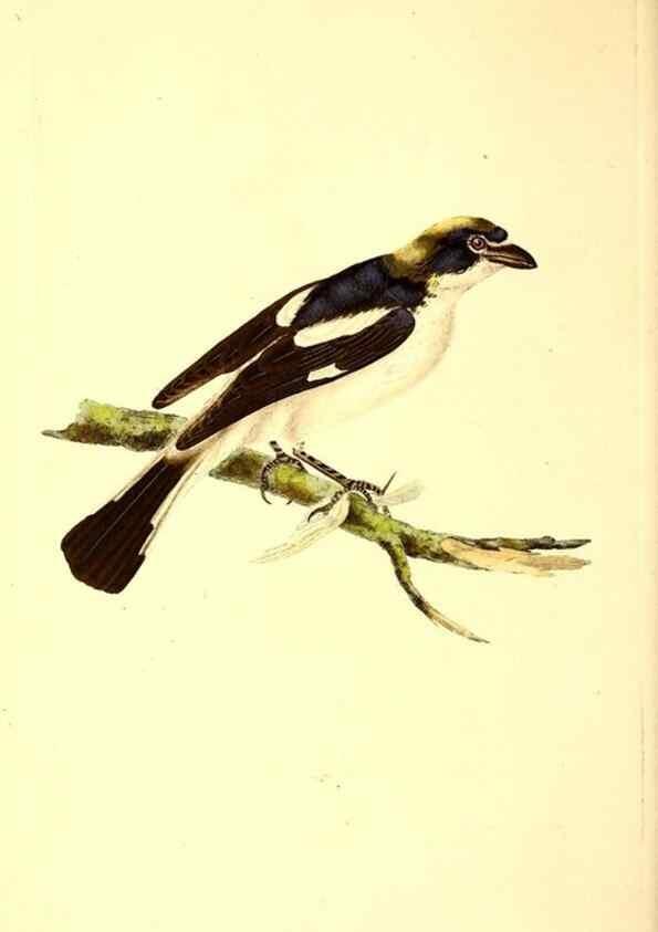 Reproducción/Reproduction 49531693497: The natural history of British birds, or, A selection of the most rare, beautiful and interesting birds which inhabit this country :. London :Printed for the author, and for F. and C. Rivington ...,1794[-1819]. 