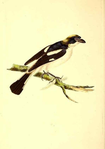 Reproducción/Reproduction 49531693497: The natural history of British birds, or, A selection of the most rare, beautiful and interesting birds which inhabit this country :. London :Printed for the author, and for F. and C. Rivington ...,1794[-1819]. 