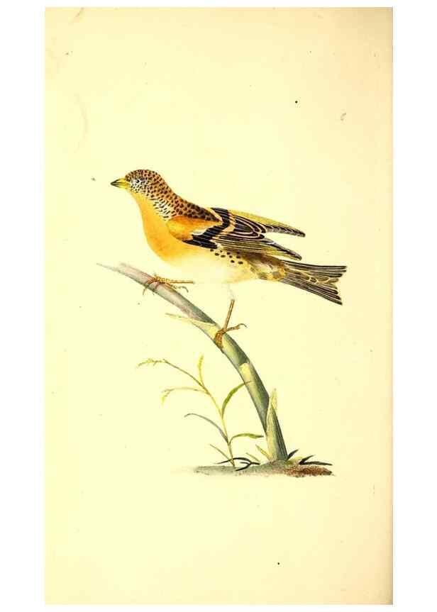 Reproducción/Reproduction 49531470006: The natural history of British birds, or, A selection of the most rare, beautiful and interesting birds which inhabit this country :. London :Printed for the author, and for F. and C. Rivington ...,1794[-1819]. 