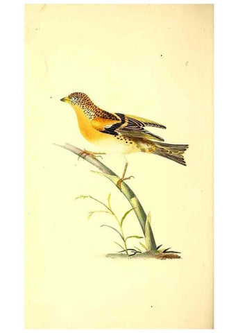 Reproducción/Reproduction 49531470006: The natural history of British birds, or, A selection of the most rare, beautiful and interesting birds which inhabit this country :. London :Printed for the author, and for F. and C. Rivington ...,1794[-1819]. 