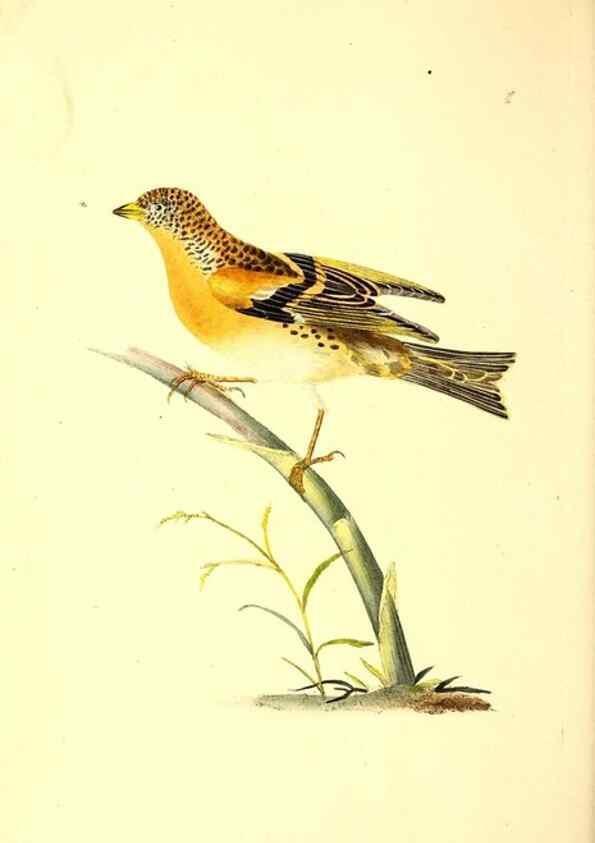 Reproducción/Reproduction 49531470006: The natural history of British birds, or, A selection of the most rare, beautiful and interesting birds which inhabit this country :. London :Printed for the author, and for F. and C. Rivington ...,1794[-1819]. 