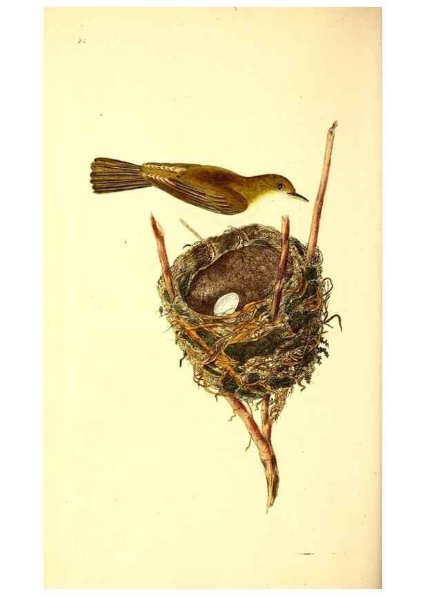 Reproducción/Reproduction 49531694052: The natural history of British birds, or, A selection of the most rare, beautiful and interesting birds which inhabit this country :. London :Printed for the author, and for F. and C. Rivington ...,1794[-1819]. 
