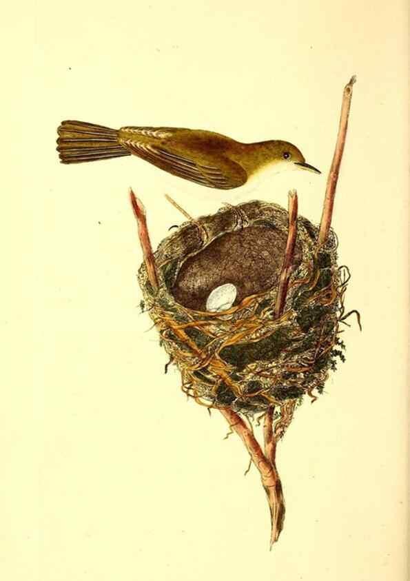 Reproducción/Reproduction 49531694052: The natural history of British birds, or, A selection of the most rare, beautiful and interesting birds which inhabit this country :. London :Printed for the author, and for F. and C. Rivington ...,1794[-1819]. 