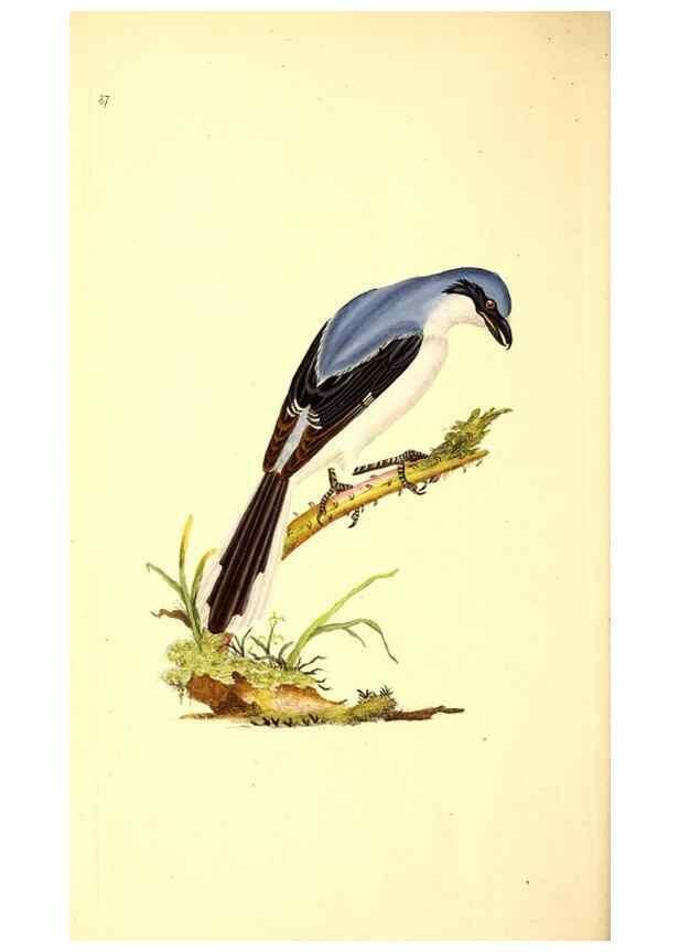 Reproducción/Reproduction 49530967248: The natural history of British birds, or, A selection of the most rare, beautiful and interesting birds which inhabit this country :. London :Printed for the author, and for F. and C. Rivington ...,1794[-1819]. 