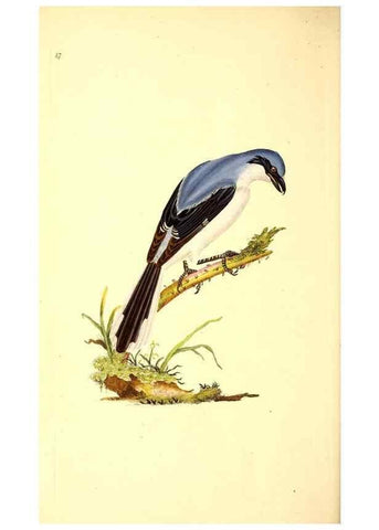 Reproducción/Reproduction 49530967248: The natural history of British birds, or, A selection of the most rare, beautiful and interesting birds which inhabit this country :. London :Printed for the author, and for F. and C. Rivington ...,1794[-1819]. 