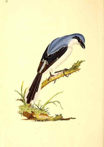 Reproducción/Reproduction 49530967248: The natural history of British birds, or, A selection of the most rare, beautiful and interesting birds which inhabit this country :. London :Printed for the author, and for F. and C. Rivington ...,1794[-1819]. 