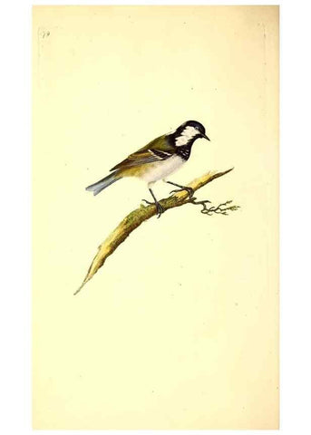 Reproducción/Reproduction 49531692097: The natural history of British birds, or, A selection of the most rare, beautiful and interesting birds which inhabit this country :. London :Printed for the author, and for F. and C. Rivington ...,1794[-1819]. 