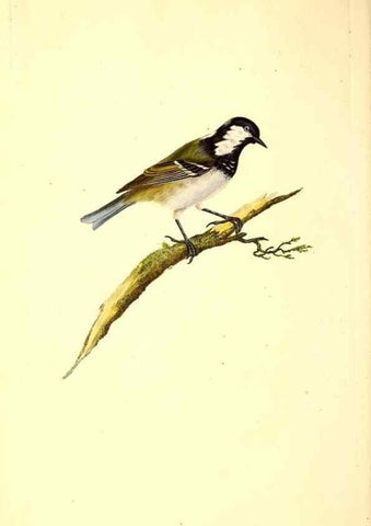 Reproducción/Reproduction 49531692097: The natural history of British birds, or, A selection of the most rare, beautiful and interesting birds which inhabit this country :. London :Printed for the author, and for F. and C. Rivington ...,1794[-1819]. 