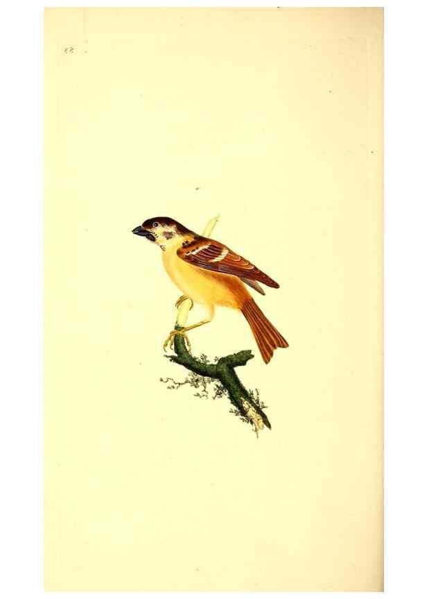 Reproducción/Reproduction 49531470731: The natural history of British birds, or, A selection of the most rare, beautiful and interesting birds which inhabit this country :. London :Printed for the author, and for F. and C. Rivington ...,1794[-1819]. 