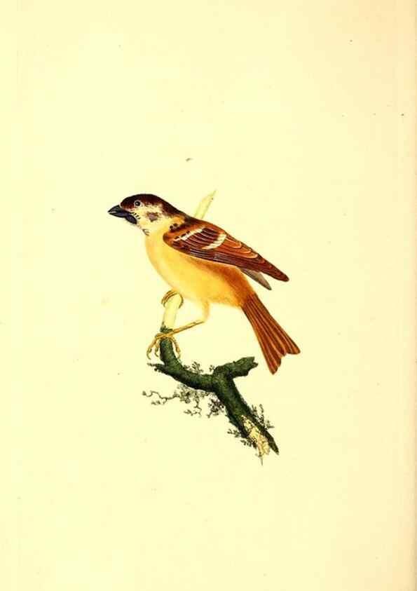 Reproducción/Reproduction 49531470731: The natural history of British birds, or, A selection of the most rare, beautiful and interesting birds which inhabit this country :. London :Printed for the author, and for F. and C. Rivington ...,1794[-1819]. 