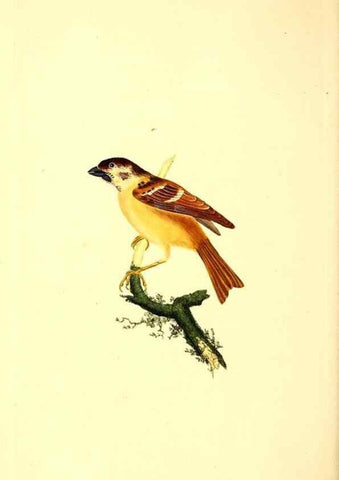 Reproducción/Reproduction 49531470731: The natural history of British birds, or, A selection of the most rare, beautiful and interesting birds which inhabit this country :. London :Printed for the author, and for F. and C. Rivington ...,1794[-1819]. 