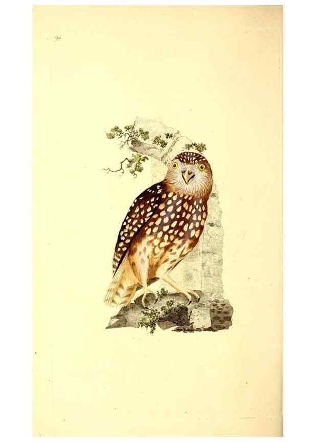Reproducción/Reproduction 49531471351: The natural history of British birds, or, A selection of the most rare, beautiful and interesting birds which inhabit this country :. London :Printed for the author, and for F. and C. Rivington ...,1794[-1819]. 