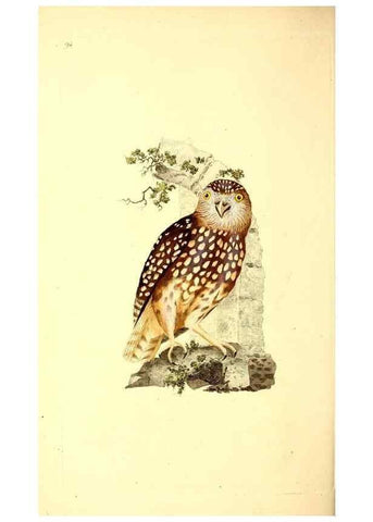 Reproducción/Reproduction 49531471351: The natural history of British birds, or, A selection of the most rare, beautiful and interesting birds which inhabit this country :. London :Printed for the author, and for F. and C. Rivington ...,1794[-1819]. 