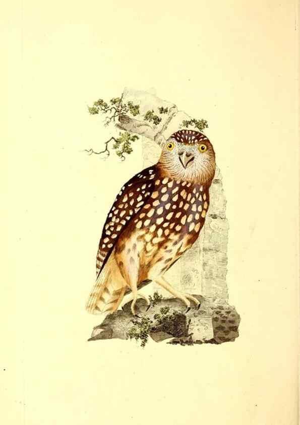 Reproducción/Reproduction 49531471351: The natural history of British birds, or, A selection of the most rare, beautiful and interesting birds which inhabit this country :. London :Printed for the author, and for F. and C. Rivington ...,1794[-1819]. 