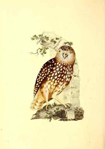 Reproducción/Reproduction 49531471351: The natural history of British birds, or, A selection of the most rare, beautiful and interesting birds which inhabit this country :. London :Printed for the author, and for F. and C. Rivington ...,1794[-1819]. 