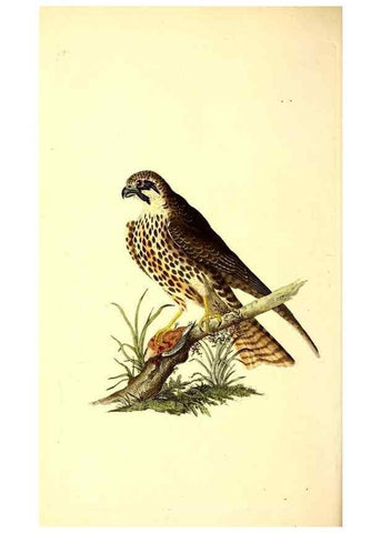 Reproducción/Reproduction 49531695397: The natural history of British birds, or, A selection of the most rare, beautiful and interesting birds which inhabit this country :. London :Printed for the author, and for F. and C. Rivington ...,1794[-1819]. 