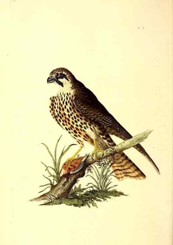 Reproducción/Reproduction 49531695397: The natural history of British birds, or, A selection of the most rare, beautiful and interesting birds which inhabit this country :. London :Printed for the author, and for F. and C. Rivington ...,1794[-1819]. 