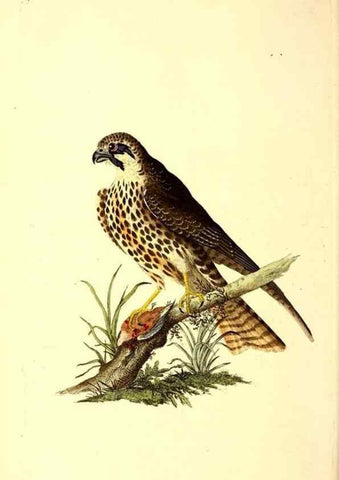 Reproducción/Reproduction 49531695397: The natural history of British birds, or, A selection of the most rare, beautiful and interesting birds which inhabit this country :. London :Printed for the author, and for F. and C. Rivington ...,1794[-1819]. 