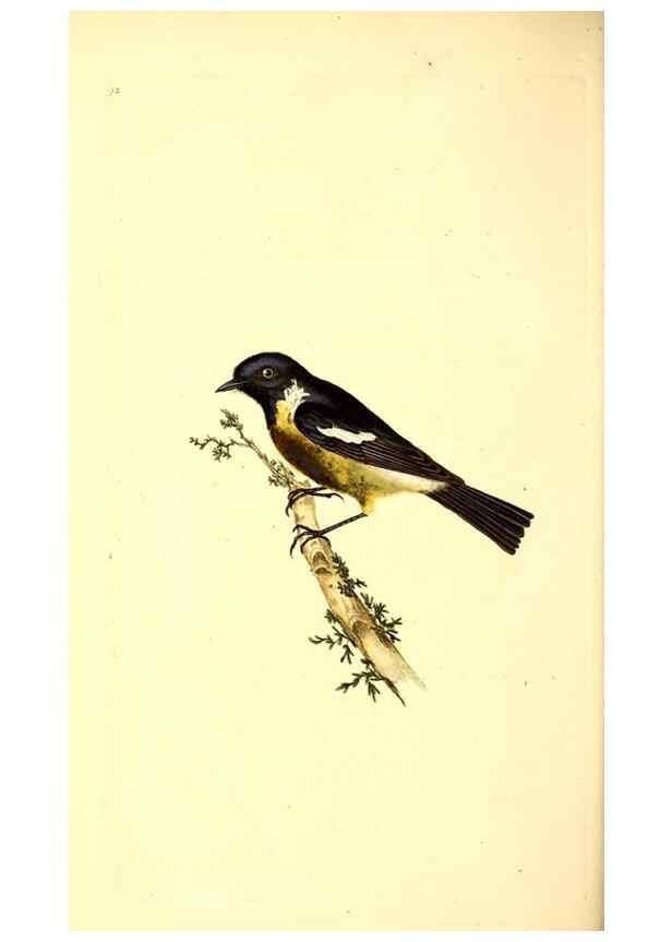 Reproducción/Reproduction 49531471771: The natural history of British birds, or, A selection of the most rare, beautiful and interesting birds which inhabit this country :. London :Printed for the author, and for F. and C. Rivington ...,1794[-1819]. 