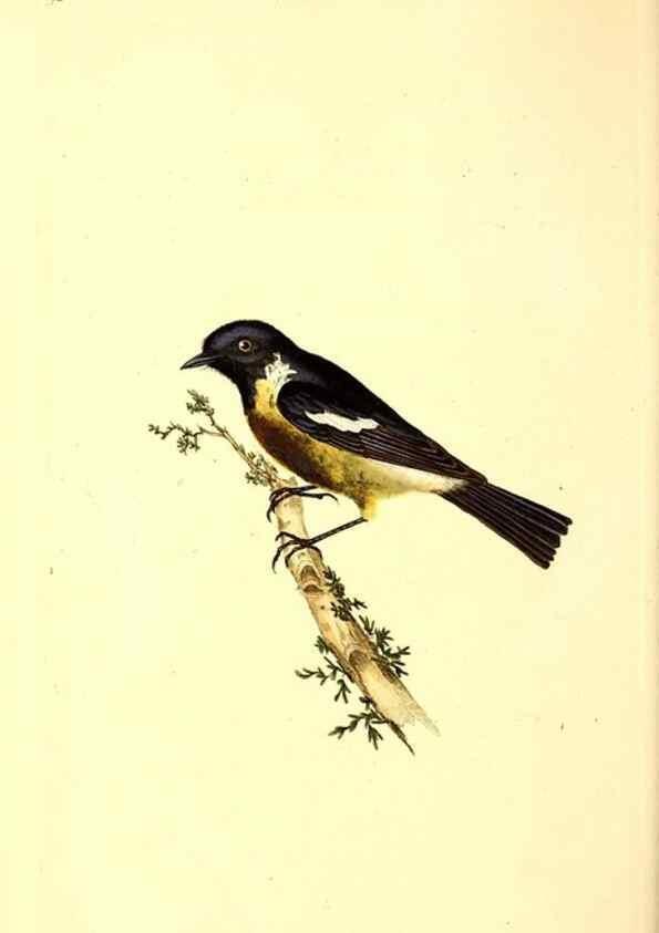 Reproducción/Reproduction 49531471771: The natural history of British birds, or, A selection of the most rare, beautiful and interesting birds which inhabit this country :. London :Printed for the author, and for F. and C. Rivington ...,1794[-1819]. 