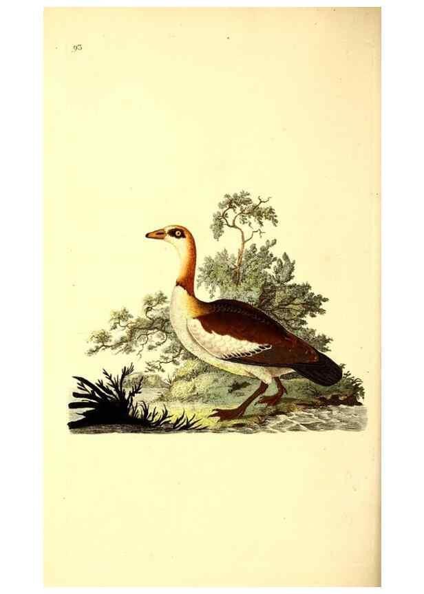 Reproducción/Reproduction 49531472016: The natural history of British birds, or, A selection of the most rare, beautiful and interesting birds which inhabit this country :. London :Printed for the author, and for F. and C. Rivington ...,1794[-1819]. 