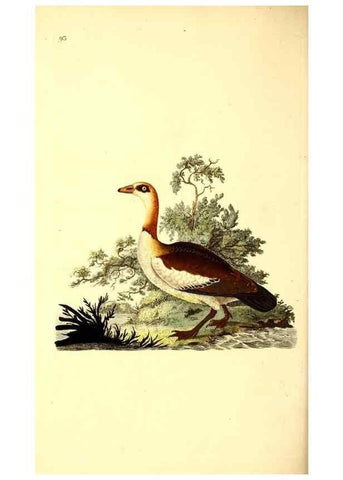 Reproducción/Reproduction 49531472016: The natural history of British birds, or, A selection of the most rare, beautiful and interesting birds which inhabit this country :. London :Printed for the author, and for F. and C. Rivington ...,1794[-1819]. 