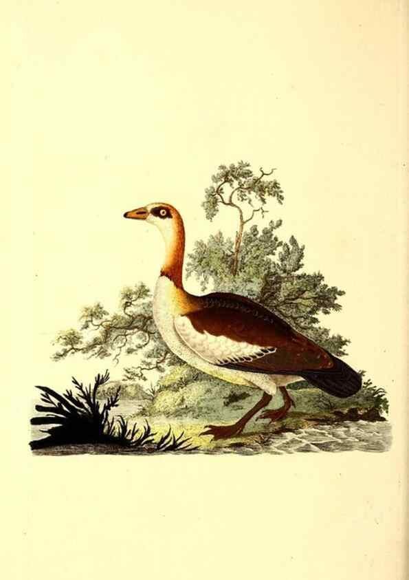 Reproducción/Reproduction 49531472016: The natural history of British birds, or, A selection of the most rare, beautiful and interesting birds which inhabit this country :. London :Printed for the author, and for F. and C. Rivington ...,1794[-1819]. 