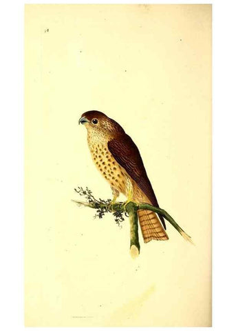 Reproducción/Reproduction 49531696112: The natural history of British birds, or, A selection of the most rare, beautiful and interesting birds which inhabit this country :. London :Printed for the author, and for F. and C. Rivington ...,1794[-1819]. 