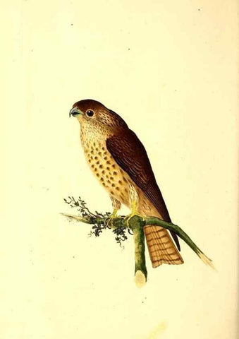 Reproducción/Reproduction 49531696112: The natural history of British birds, or, A selection of the most rare, beautiful and interesting birds which inhabit this country :. London :Printed for the author, and for F. and C. Rivington ...,1794[-1819]. 