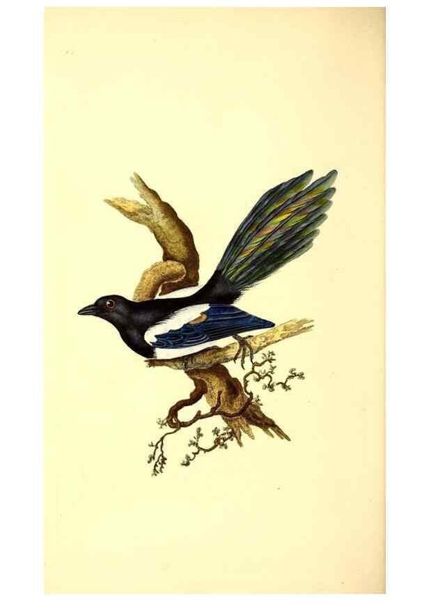 Reproducción/Reproduction 49530969053: The natural history of British birds, or, A selection of the most rare, beautiful and interesting birds which inhabit this country :. London :Printed for the author, and for F. and C. Rivington ...,1794[-1819]. 