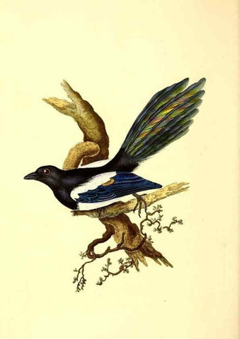 Reproducción/Reproduction 49530969053: The natural history of British birds, or, A selection of the most rare, beautiful and interesting birds which inhabit this country :. London :Printed for the author, and for F. and C. Rivington ...,1794[-1819]. 