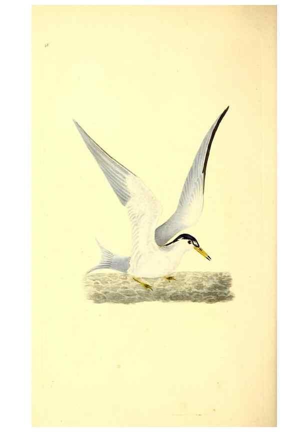 Reproducción/Reproduction 49531696617: The natural history of British birds, or, A selection of the most rare, beautiful and interesting birds which inhabit this country :. London :Printed for the author, and for F. and C. Rivington ...,1794[-1819]. 