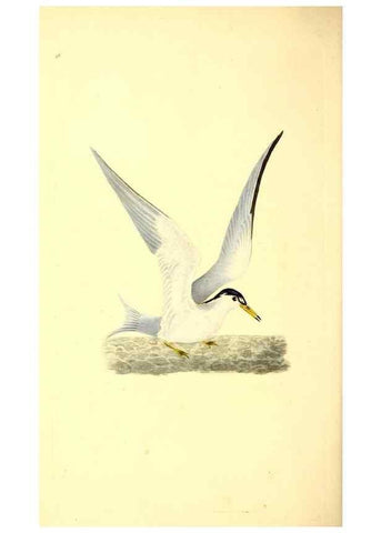 Reproducción/Reproduction 49531696617: The natural history of British birds, or, A selection of the most rare, beautiful and interesting birds which inhabit this country :. London :Printed for the author, and for F. and C. Rivington ...,1794[-1819]. 