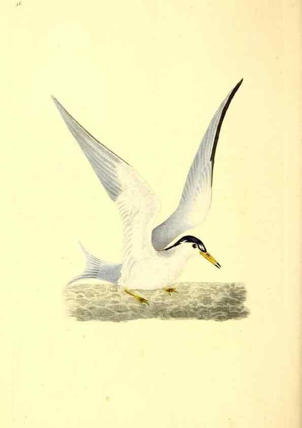 Reproducción/Reproduction 49531696617: The natural history of British birds, or, A selection of the most rare, beautiful and interesting birds which inhabit this country :. London :Printed for the author, and for F. and C. Rivington ...,1794[-1819]. 