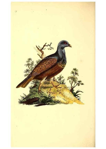 Reproducción/Reproduction 49530967763: The natural history of British birds, or, A selection of the most rare, beautiful and interesting birds which inhabit this country :. London :Printed for the author, and for F. and C. Rivington ...,1794[-1819]. 