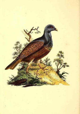 Reproducción/Reproduction 49530967763: The natural history of British birds, or, A selection of the most rare, beautiful and interesting birds which inhabit this country :. London :Printed for the author, and for F. and C. Rivington ...,1794[-1819]. 