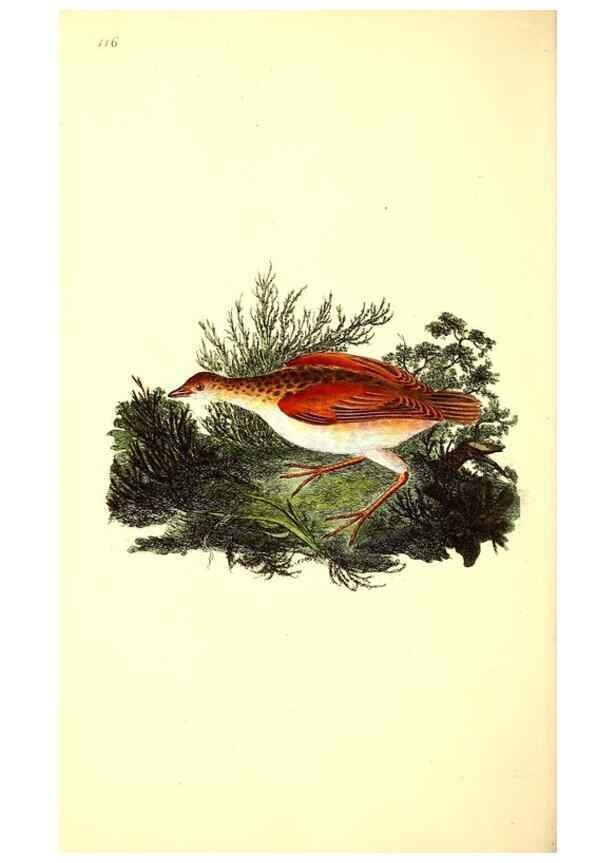 Reproducción/Reproduction 49531524691: The natural history of British birds, or, A selection of the most rare, beautiful and interesting birds which inhabit this country :. London :Printed for the author, and for F. and C. Rivington ...,1794[-1819]. 