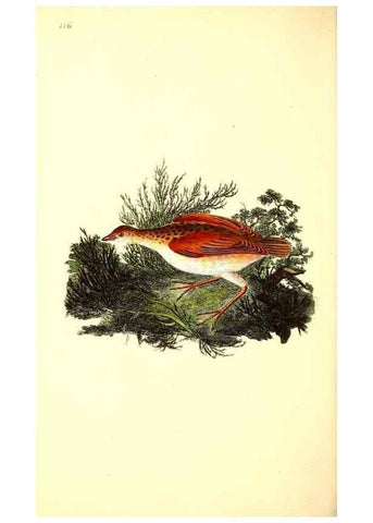 Reproducción/Reproduction 49531524691: The natural history of British birds, or, A selection of the most rare, beautiful and interesting birds which inhabit this country :. London :Printed for the author, and for F. and C. Rivington ...,1794[-1819]. 