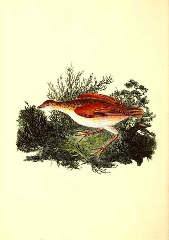Reproducción/Reproduction 49531524691: The natural history of British birds, or, A selection of the most rare, beautiful and interesting birds which inhabit this country :. London :Printed for the author, and for F. and C. Rivington ...,1794[-1819]. 