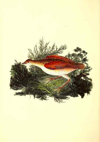 Reproducción/Reproduction 49531524691: The natural history of British birds, or, A selection of the most rare, beautiful and interesting birds which inhabit this country :. London :Printed for the author, and for F. and C. Rivington ...,1794[-1819]. 