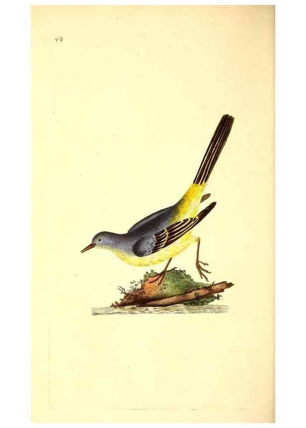 Reproducción/Reproduction 49531545557: The natural history of British birds, or, A selection of the most rare, beautiful and interesting birds which inhabit this country :. London :Printed for the author, and for F. and C. Rivington ...,1794[-1819]. 