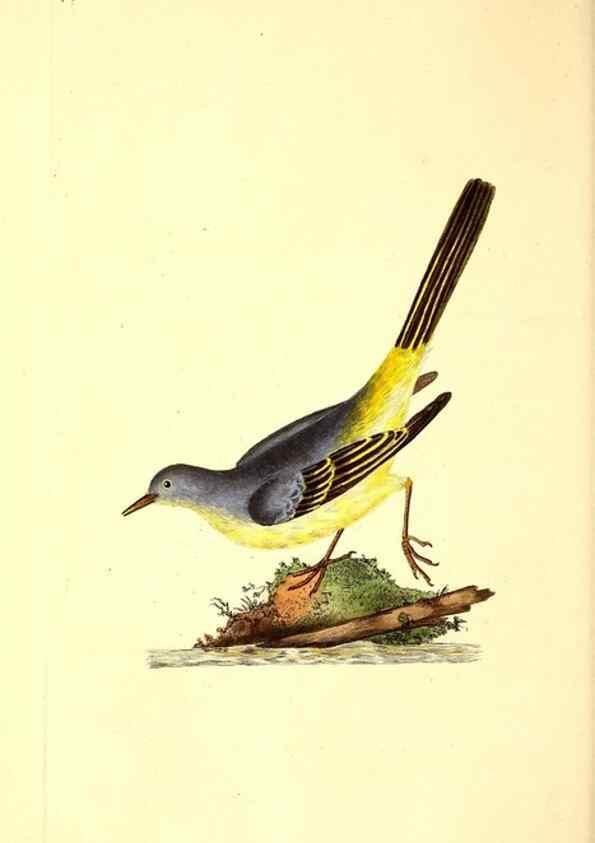 Reproducción/Reproduction 49531545557: The natural history of British birds, or, A selection of the most rare, beautiful and interesting birds which inhabit this country :. London :Printed for the author, and for F. and C. Rivington ...,1794[-1819]. 