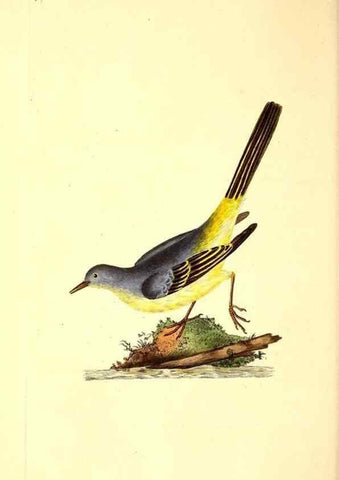 Reproducción/Reproduction 49531545557: The natural history of British birds, or, A selection of the most rare, beautiful and interesting birds which inhabit this country :. London :Printed for the author, and for F. and C. Rivington ...,1794[-1819]. 