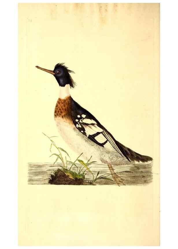 Reproducción/Reproduction 49531544977: The natural history of British birds, or, A selection of the most rare, beautiful and interesting birds which inhabit this country :. London :Printed for the author, and for F. and C. Rivington ...,1794[-1819]. 