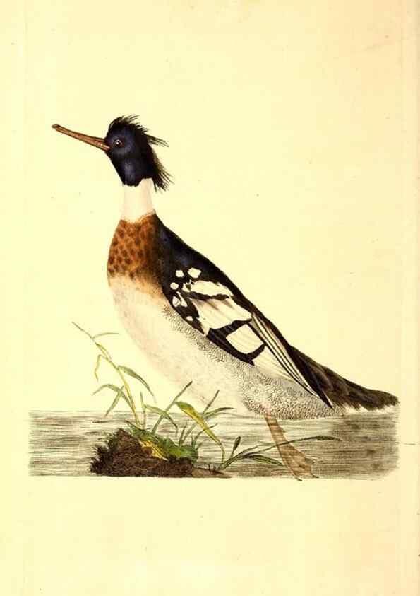 Reproducción/Reproduction 49531544977: The natural history of British birds, or, A selection of the most rare, beautiful and interesting birds which inhabit this country :. London :Printed for the author, and for F. and C. Rivington ...,1794[-1819]. 