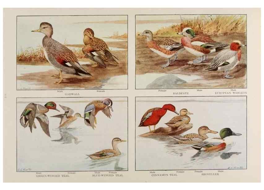 Reproducción/Reproduction 49526127968: The book of birds;. Washington, D.C.,National Geographic Society,1921.. 