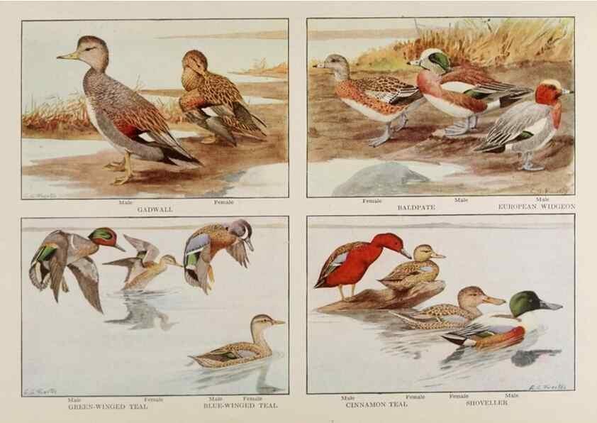 Reproducción/Reproduction 49526127968: The book of birds;. Washington, D.C.,National Geographic Society,1921.. 