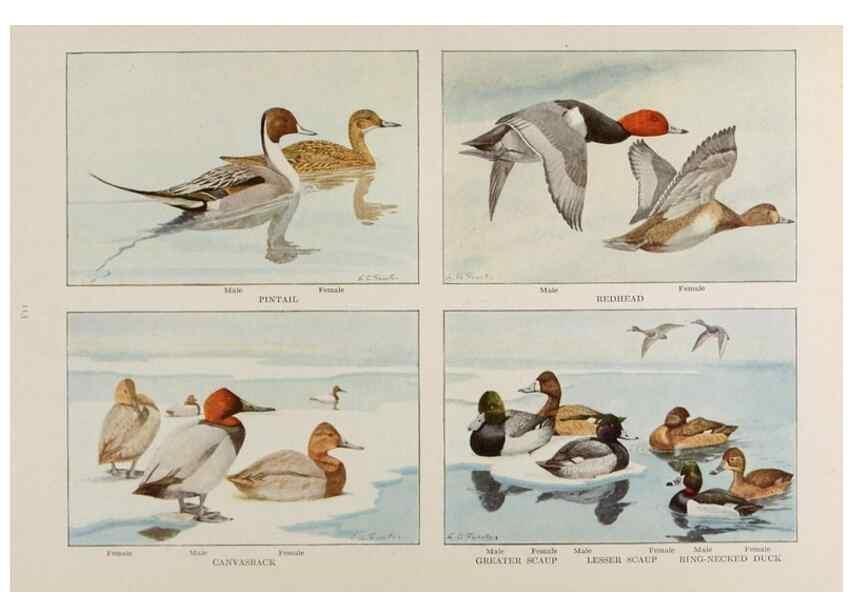 Reproducción/Reproduction 49526128238: The book of birds;. Washington, D.C.,National Geographic Society,1921.. 