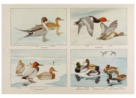 Reproducción/Reproduction 49526128238: The book of birds;. Washington, D.C.,National Geographic Society,1921.. 