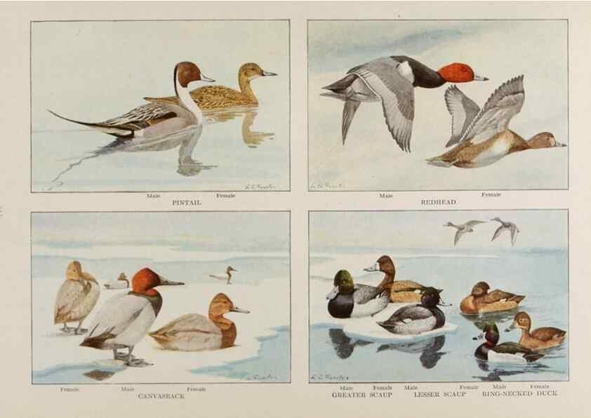 Reproducción/Reproduction 49526128238: The book of birds;. Washington, D.C.,National Geographic Society,1921.. 